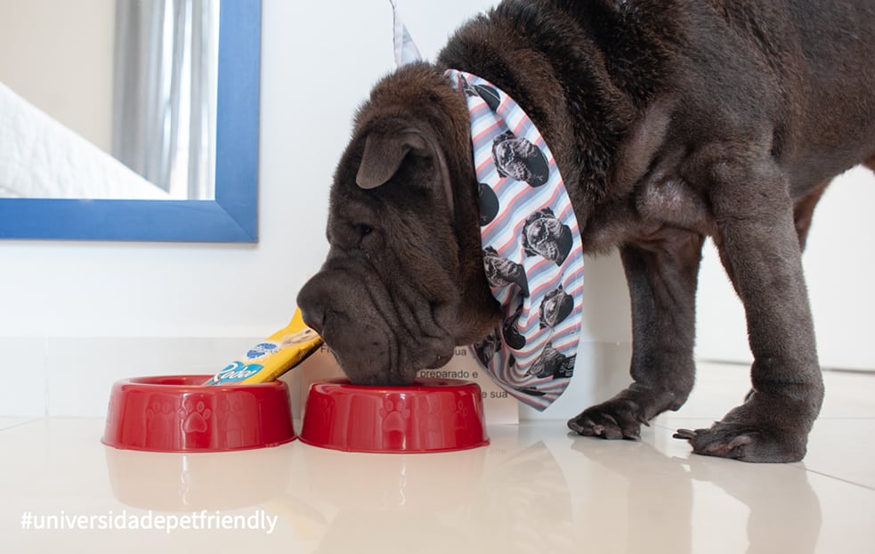 Hotel Pet Friendly: veja dicas para fazer uma viagem com cachorro tranquila! a dog eating from a bowl