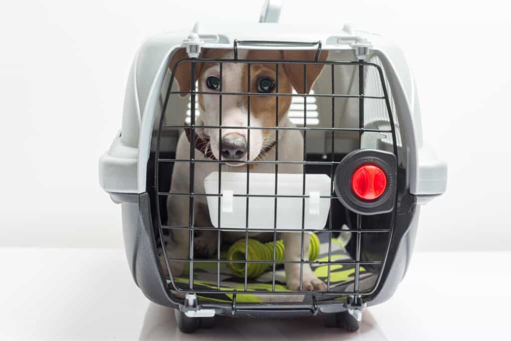 Hotel Pet Friendly: veja dicas para fazer uma viagem com cachorro tranquila! Cachorro na caixa de transporte