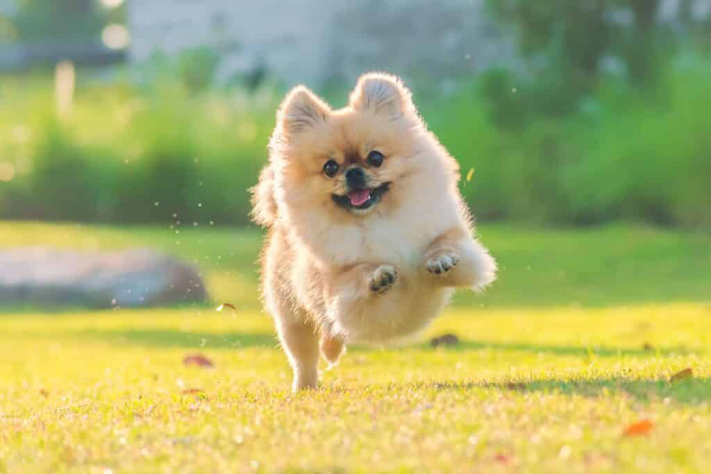 Hotel Pet Friendly: veja dicas para fazer uma viagem com cachorro tranquila! Spitz Alemão correndo na grama