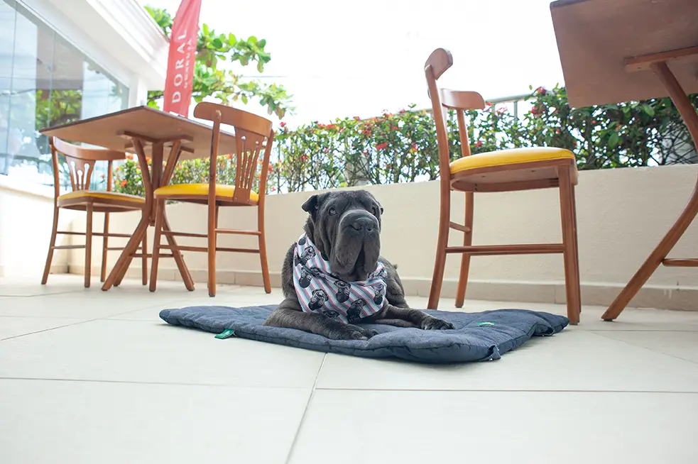 Hotel Pet Friendly: veja dicas para fazer uma viagem com cachorro tranquila! Cachorro no Hotel Doral Guarujá
