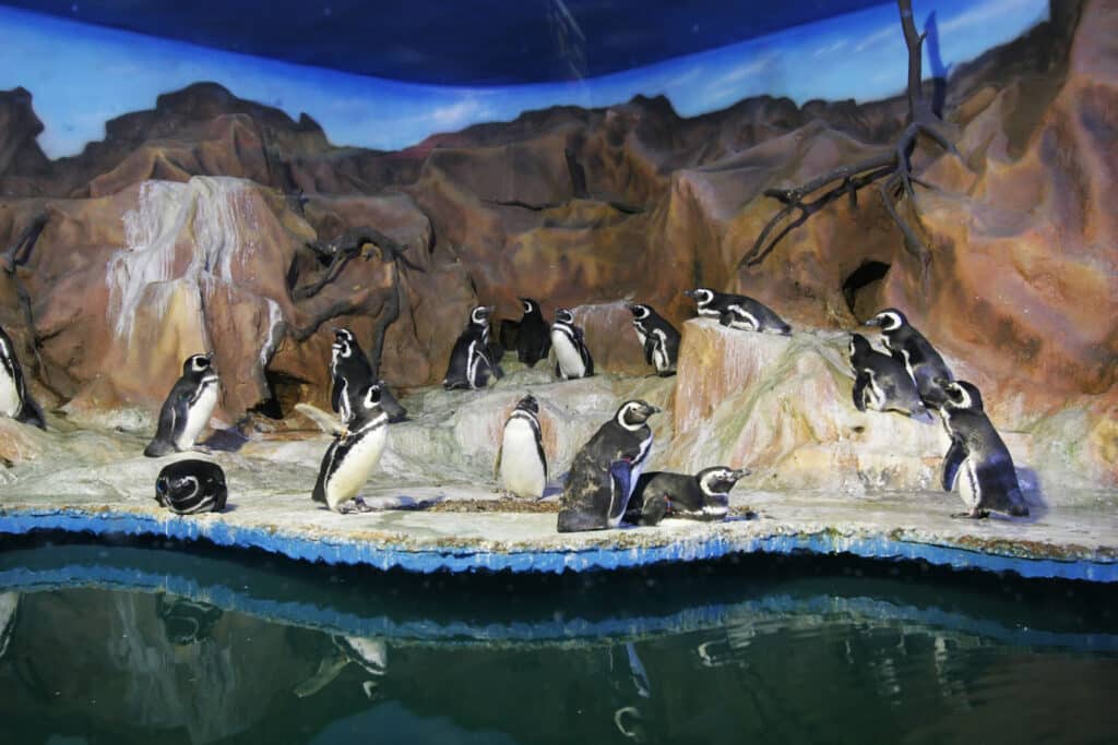 O que fazer no Guarujá: opções de passeios para toda a família! Pinguins