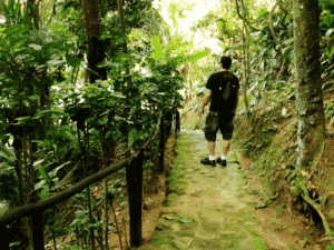 Trilhas no Guarujá: veja as principais para fazer na cidade! Trilhas no Guarujá: veja as principais para fazer na cidade!