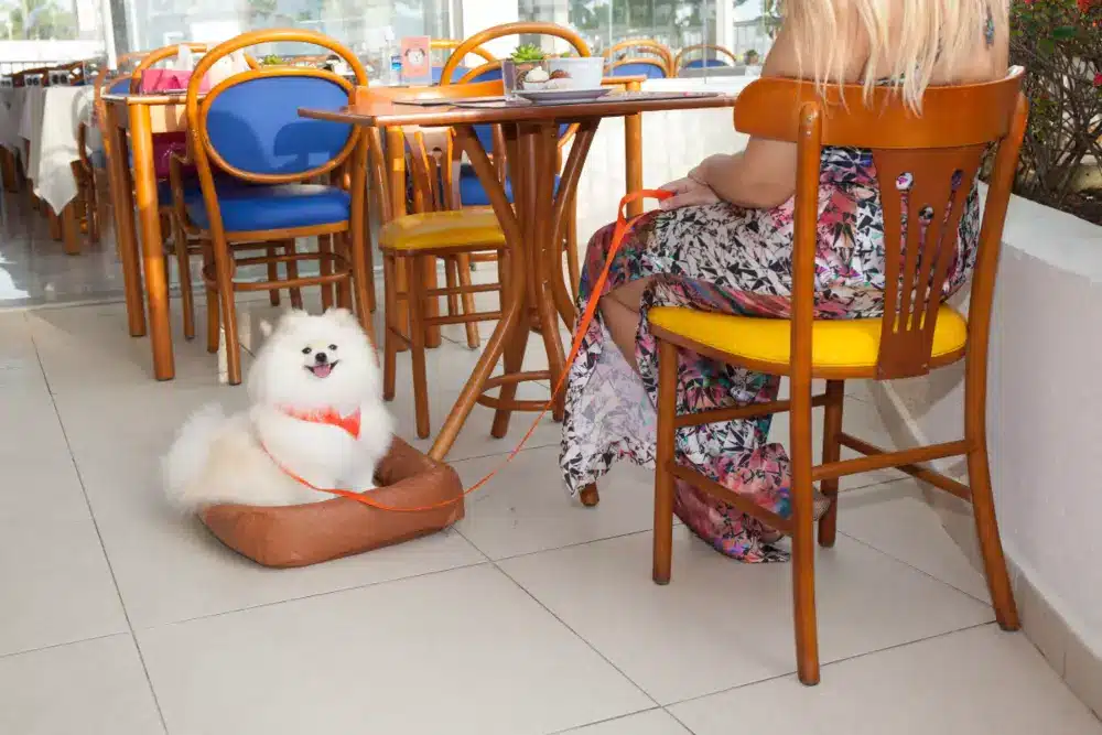 Doral: Hotel Pet Friendly no Guarujá, Enseada Doral: Hotel Pet Friendly no Guarujá, Enseada