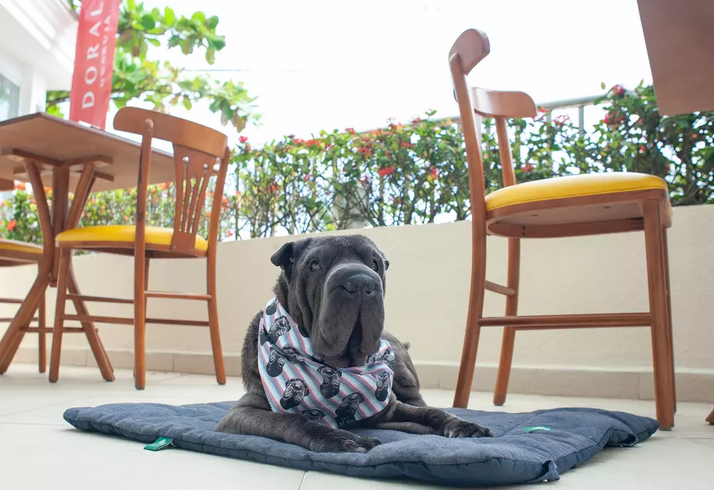 Guarujá é ilha ou é continente? DORAL-GUARUJA-ILHA-_-CONTINENTE-Cao-deitado-em-almofada-no-restaurante