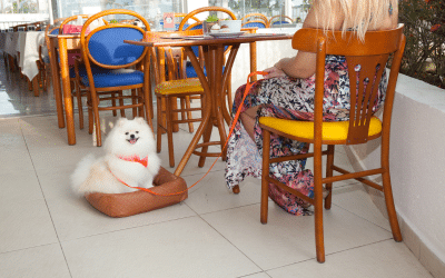 Hotel que aceita cachorro no litoral Hotel que aceita cachorro no litoral
