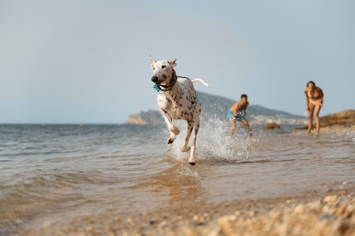 Cachorro correndo alegremente na água em praia pet friendly