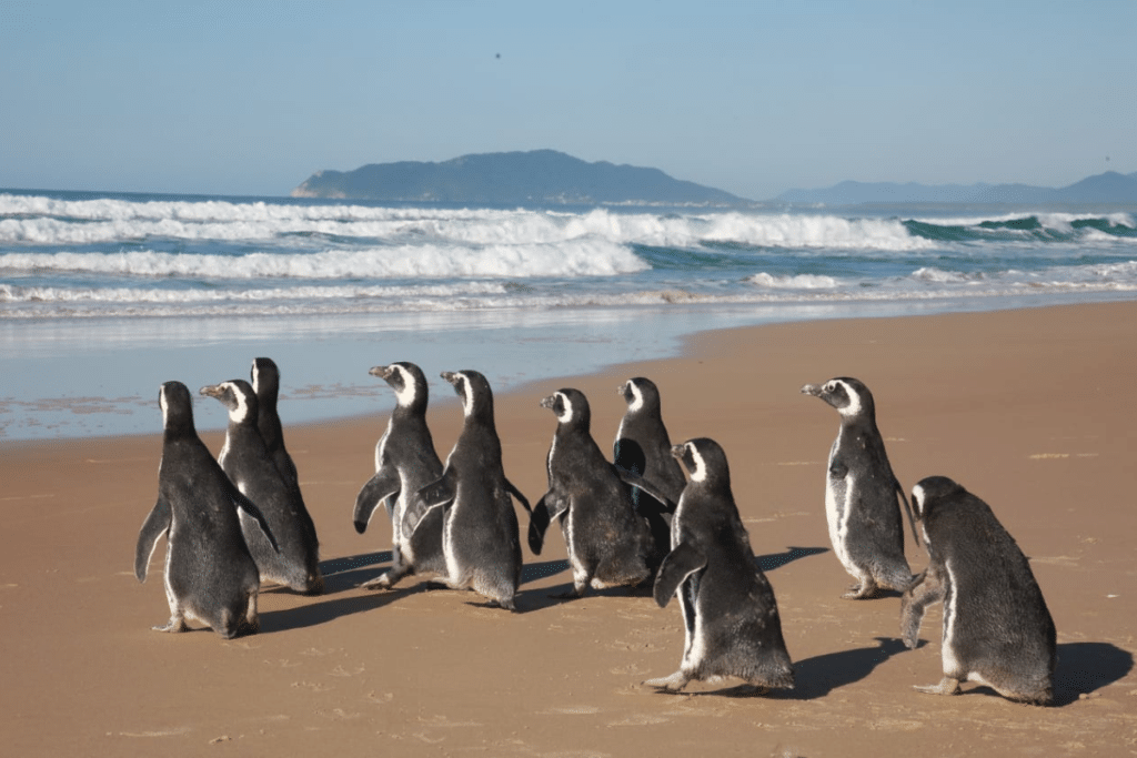Birdwatching Guarujá: Descubra a Riqueza das Aves Costeiras Birdwatching Guarujá: Descubra a Riqueza das Aves Costeiras