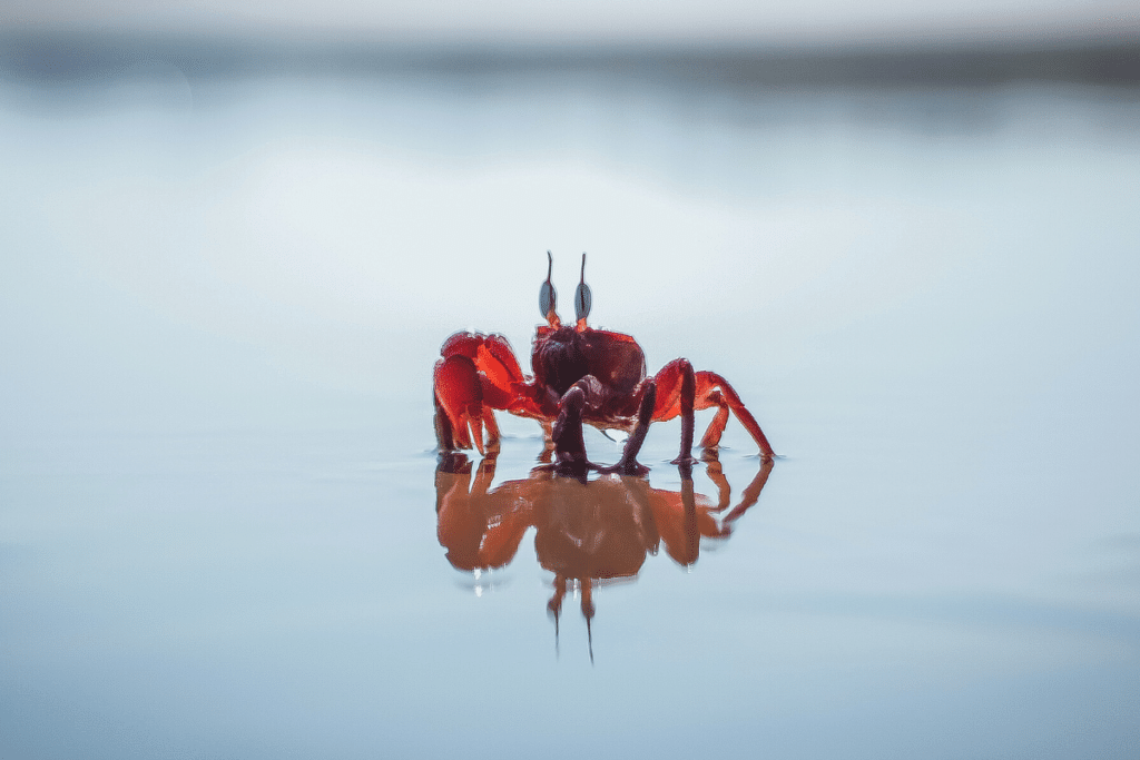 Como tirar fotos incríveis no Guarujá? Como tirar fotos incríveis no Guarujá?