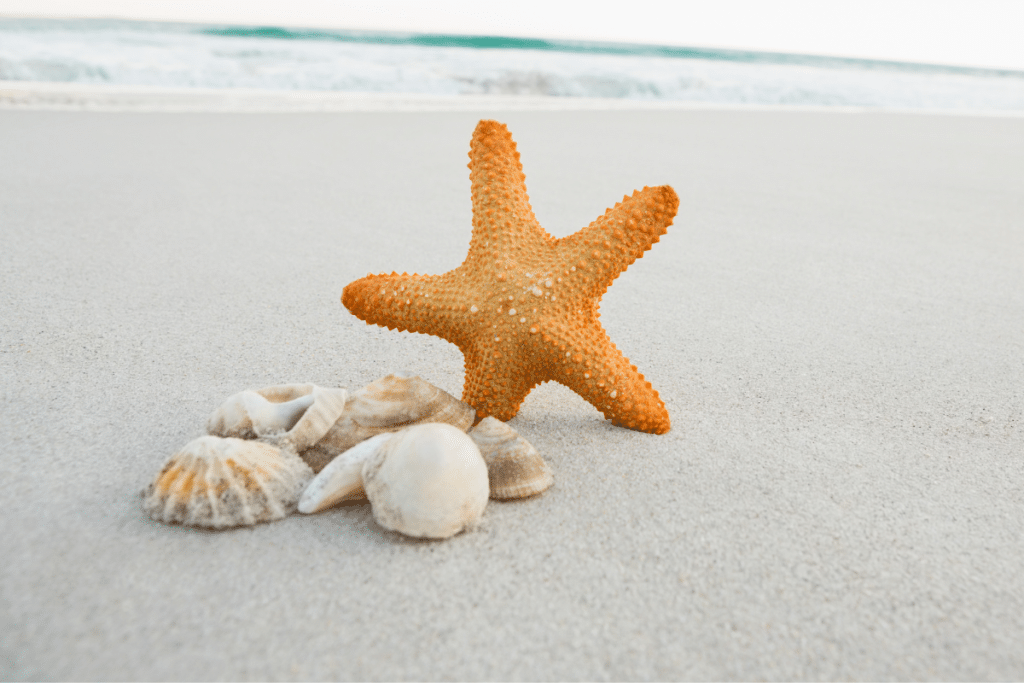 Explorando a Vida Marinha do Guarujá: Um Mergulho na Biodiversidade Explorando a Vida Marinha do Guarujá: Um Mergulho na Biodiversidade