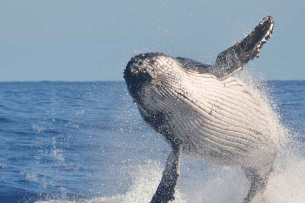Vida Marinha do Guarujá: A Emocionante Temporada de Observação de Baleias Vida Marinha do Guarujá: A Emocionante Temporada de Observação de Baleias